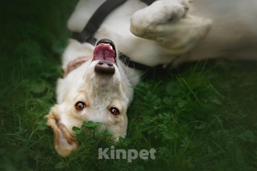 Собаки в Москве: Юна Девочка, Бесплатно - фото 3