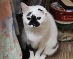 Кошки в Ельце: Кошечки Елец Девочка, Бесплатно - фото 1