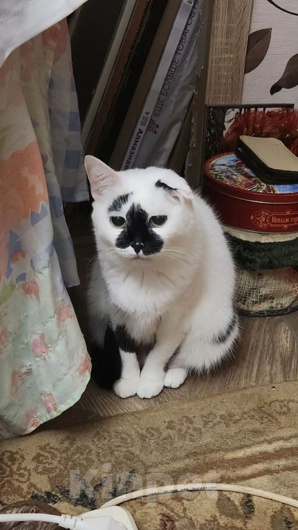 Кошки в Ельце: Кошечки Елец Девочка, Бесплатно - фото 1