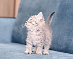 Кошки в Москве: Милый котенок Баксик ищет дом Мальчик, Бесплатно - фото 6