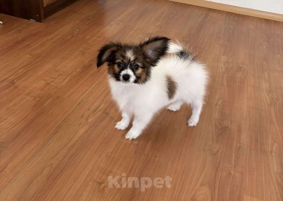 Собаки в Санкт-Петербурге: Кукольный мальчик папийона/папильона Бруно  Мальчик, 50 000 руб. - фото 1