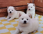Собаки в Москве: Белые Сиба ину. Ми-ми-мишки. Мальчик, 60 000 руб. - фото 3