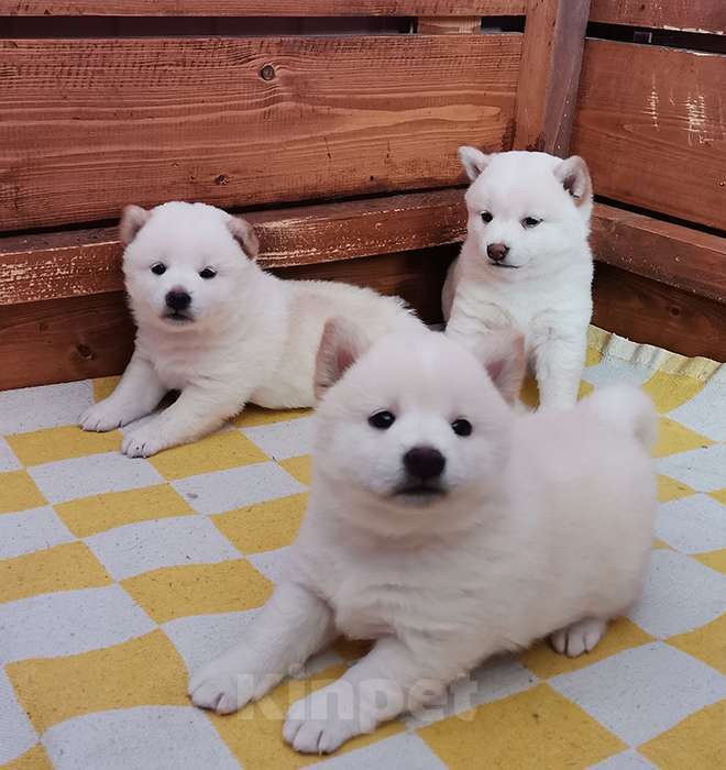 Собаки в Москве: Белые Сиба ину. Ми-ми-мишки. Мальчик, 60 000 руб. - фото 3
