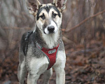 Собаки в Москве: Эльза Девочка, Бесплатно - фото 2