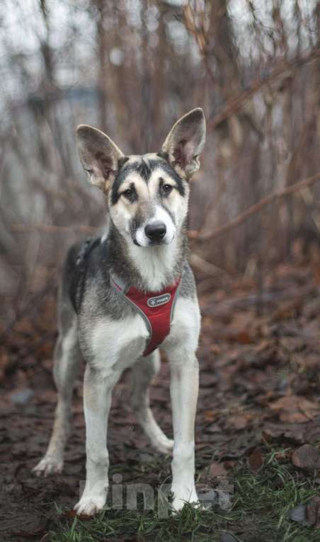 Собаки в Москве: Эльза Девочка, Бесплатно - фото 2