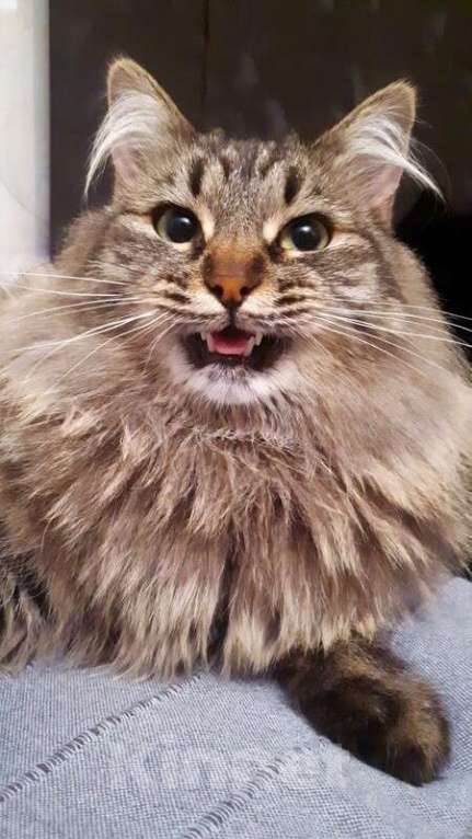 Кошки в Москве: Роскошная сибирская кошка Мурка в добрые руки Девочка, 1 руб. - фото 3