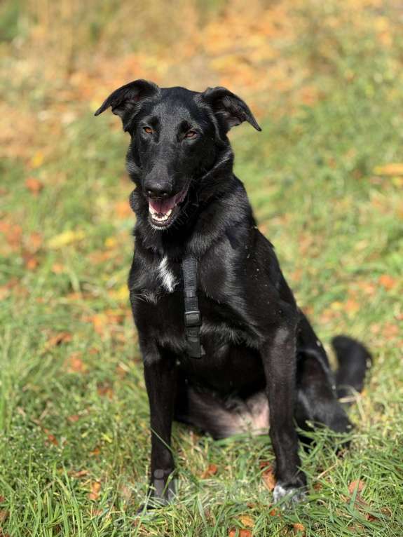 Собаки в Москве: Клякса Девочка, Бесплатно - фото 9