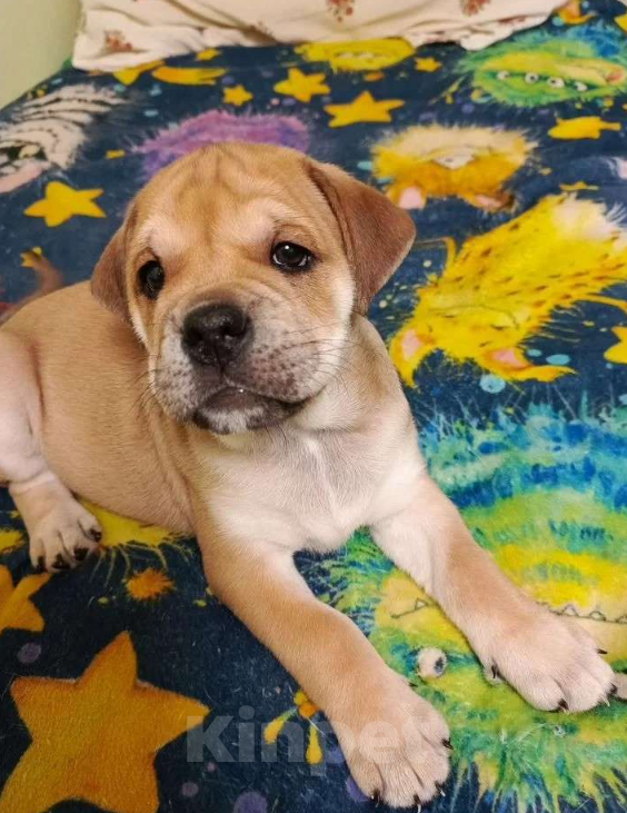 Собаки в Москве: Щенки Кадебо Мальчик, Бесплатно - фото 3