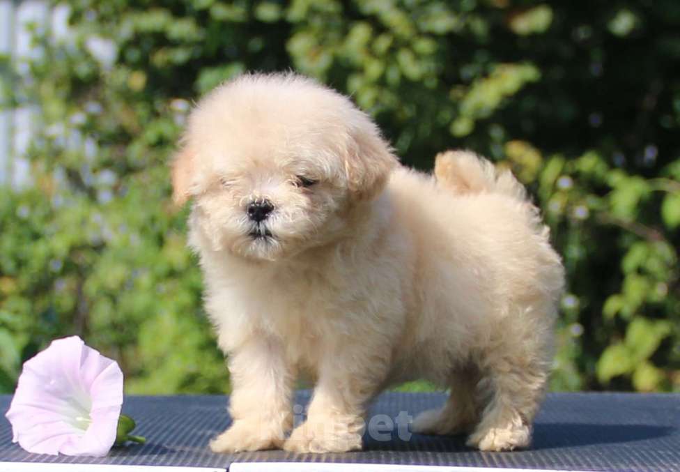 Собаки в Москве: мальтипу  девочки мини и микро Девочка, 120 000 руб. - фото 5