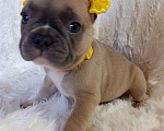 Собаки в других городах Московской области: Щенки французского бульдога Девочка, Бесплатно - фото 5