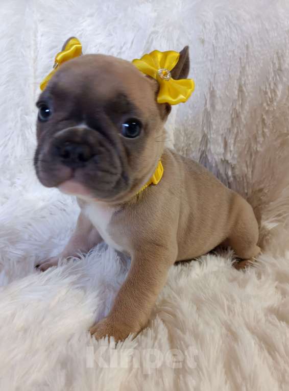 Собаки в других городах Московской области: Щенки французского бульдога Девочка, Бесплатно - фото 5