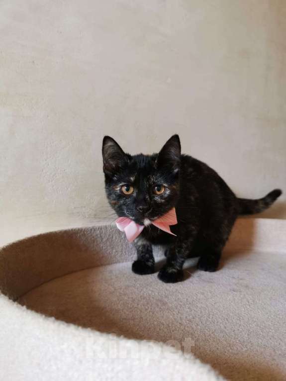 Кошки в Москве: Ласковая 4 мес малышка Шуня в добрые руки Девочка, Бесплатно - фото 2