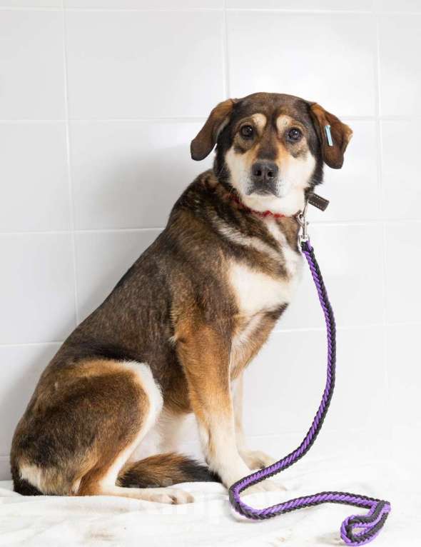 Собаки в Наро-Фоминске: Нора из приюта Берегиня Девочка, Бесплатно - фото 2