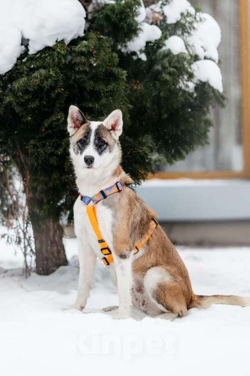 Собаки в Москве: Яркая Рина ищет дом Девочка, Бесплатно - фото 2