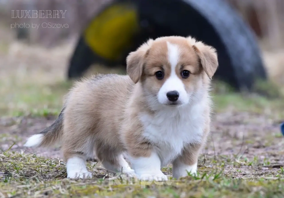 Собаки в Санкт-Петербурге: Вельш Корги Пемброк Девочка, Бесплатно - фото 1