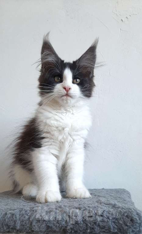 Кошки в Краснодаре: Котенок, приносящий счастье 💝 Девочка, 47 000 руб. - фото 3