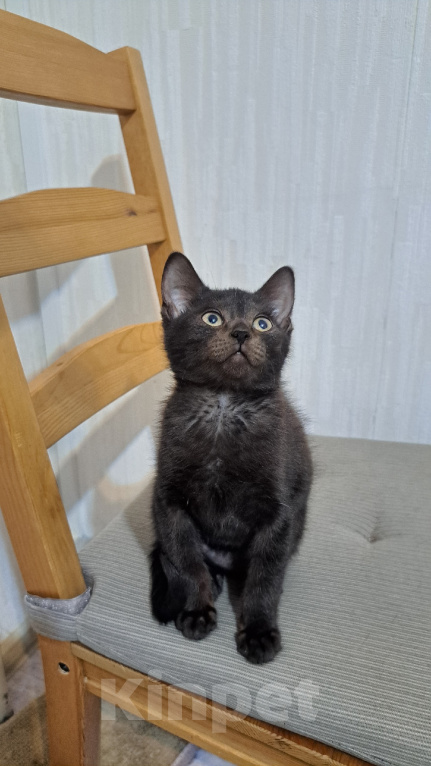 Кошки в Краснодаре: КОТЁНОК В ДОБРЫЕ РУКИ Мальчик, Бесплатно - фото 3