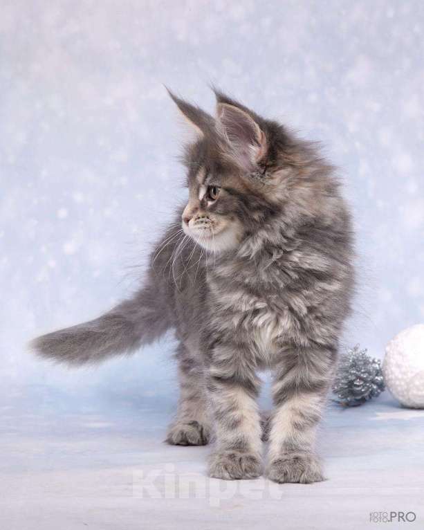 Кошки в Новосибирске: Голубая красавица Девочка, 40 000 руб. - фото 6