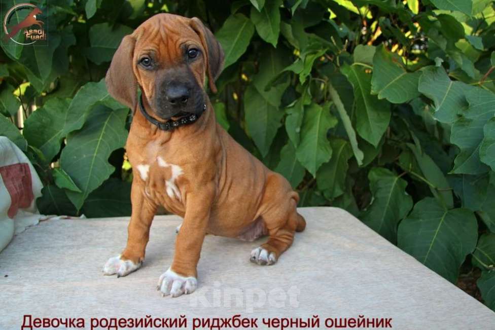 Собаки в Одинцово: Девочка яркого окраса. Стандарт. Девочка, Бесплатно - фото 1