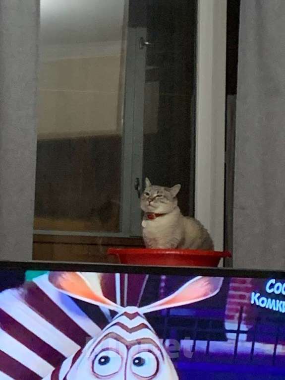 Кошки в Казани: Кот Семён в добрые руки срочно до 20 декабря найти дом Мальчик, Бесплатно - фото 3