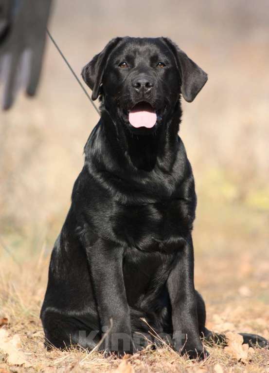 Собаки в Оренбурге: щенок  Мальчик, 90 000 руб. - фото 2