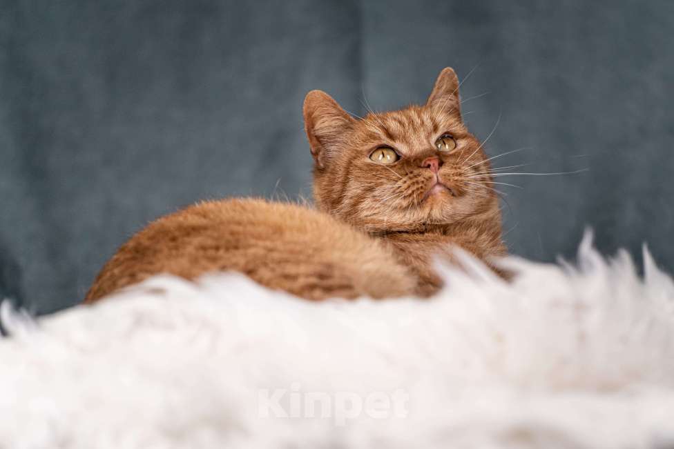 Кошки в Клине: Рыжик — матёрый кот в самом расцвете сил Мальчик, Бесплатно - фото 6