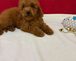 Собаки в Москве: Пудель  той    Ред  браун Мальчик, 45 000 руб. - фото 2