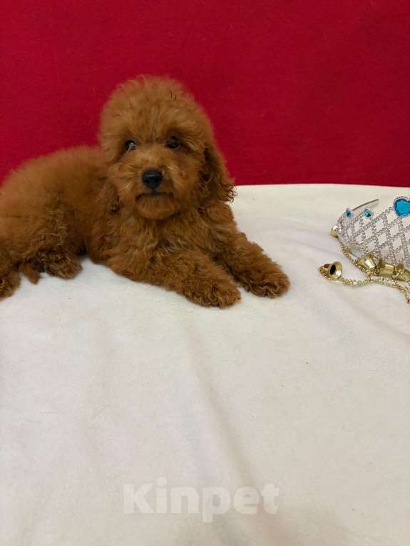 Собаки в Москве: Пудель  той    Ред  браун Мальчик, 45 000 руб. - фото 2