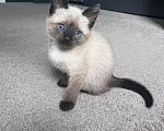Кошки в Ростове-на-Дону: Тайский котёнок Девочка, 25 000 руб. - фото 2