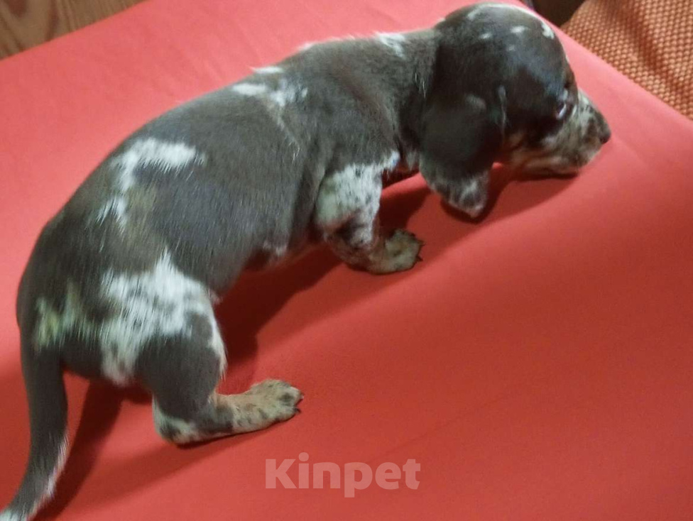 Собаки в Москве: Редкий мраморный окрас Мальчик, 80 000 руб. - фото 3