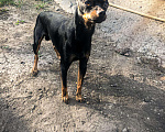 Собаки в Таганроге: Той-терьер случка, 1 000 руб. - фото 4