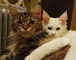 Кошки в Ливны: Котята из международного питомника wcf, 30 000 руб. - фото 8