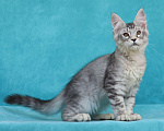 Кошки в Мытищах: Котенок Мейн-кун Мальчик, 200 000 руб. - фото 3
