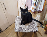 Кошки в Щелково: Отдам котёнка в добрые руки. Чёрный. 4 месяца. Мальчик, 100 руб. - фото 5