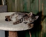 Кошки в Пушкино: Скай и Ричи ищут семью Мальчик, 10 руб. - фото 6