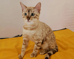 Кошки в Нижнем Новгороде: Бенгальский котёнок девочка с родословной Девочка, 40 000 руб. - фото 1