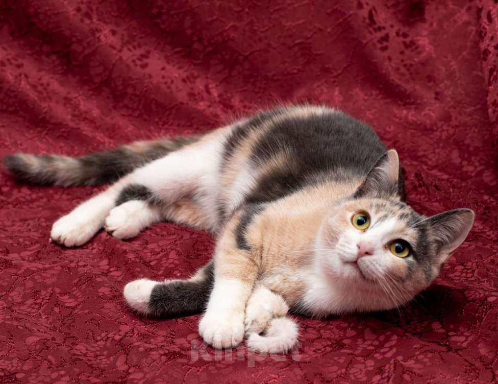 Кошки в Одинцово: Котенок-подросток Милаша на счастье в Новом году и далее! Девочка, Бесплатно - фото 2