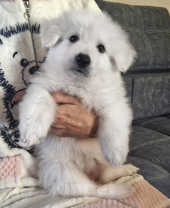 Собаки в Евпатории: Предлагаются щенки белой швейцарской овчарки Мальчик, Бесплатно - фото 5