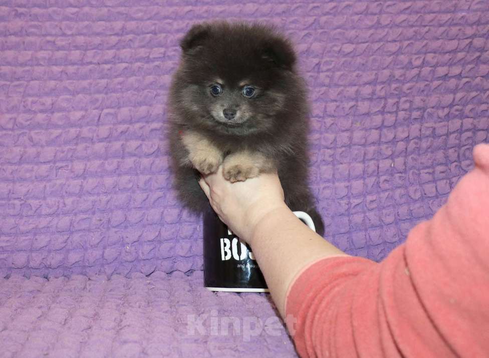 Собаки в Москве: Голубая девочка шпица Девочка, 65 000 руб. - фото 1