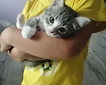 Кошки в Салавате: Отдам в хорошие руки котят  Мальчик, Бесплатно - фото 5