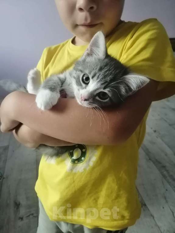 Кошки в Салавате: Отдам в хорошие руки котят  Мальчик, Бесплатно - фото 5