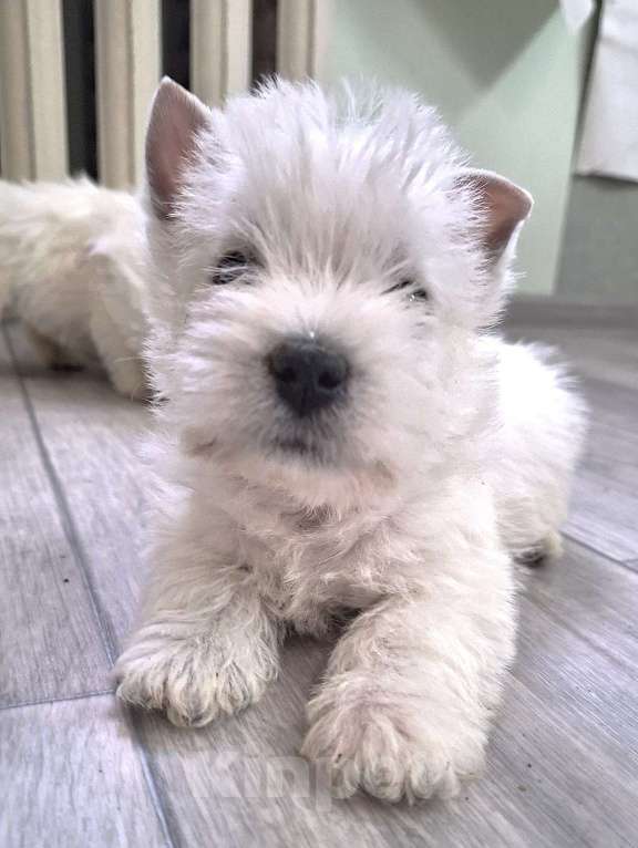 Собаки в Москве: Вест-хайленд-уайт-терьер, щенок Мальчик, Бесплатно - фото 1