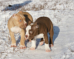 Собаки в Саратове: Американские булли, Питомник Мальчик, 60 000 руб. - фото 6