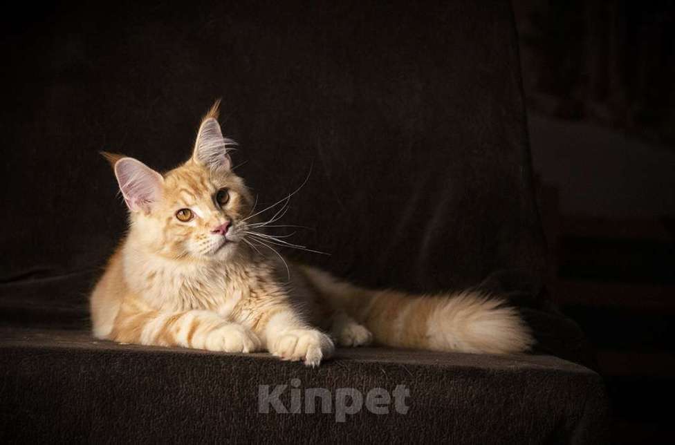 Кошки в Барнауле: Котята мейн-кун Мальчик, 25 000 руб. - фото 3