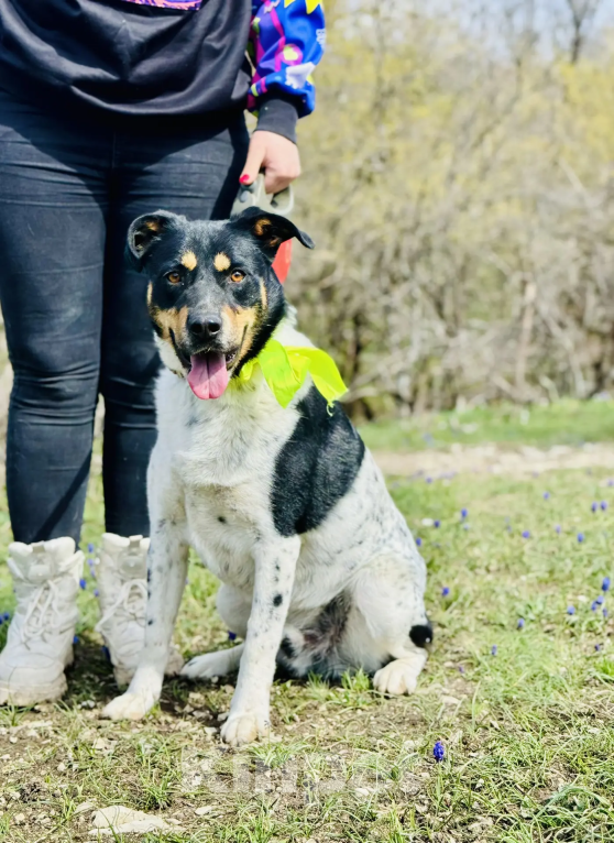 Собаки в Новороссийске: ищу дом Мальчик, 99 руб. - фото 4