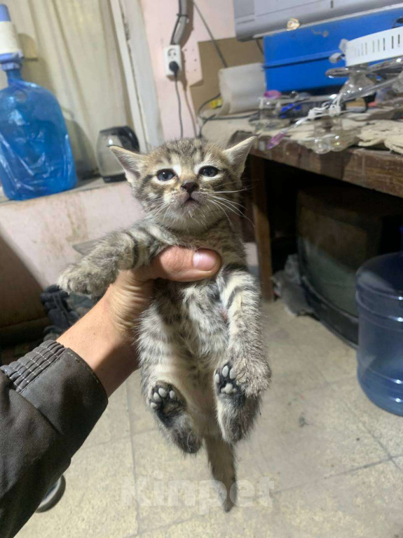 Кошки в Казани: Котята в добрые руки Девочка, Бесплатно - фото 2