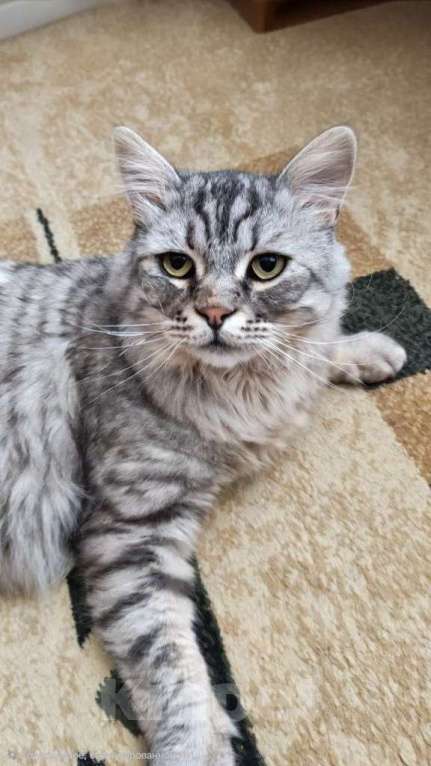 Кошки в Москве: Кот Корсик в добрые руки Мальчик, Бесплатно - фото 4