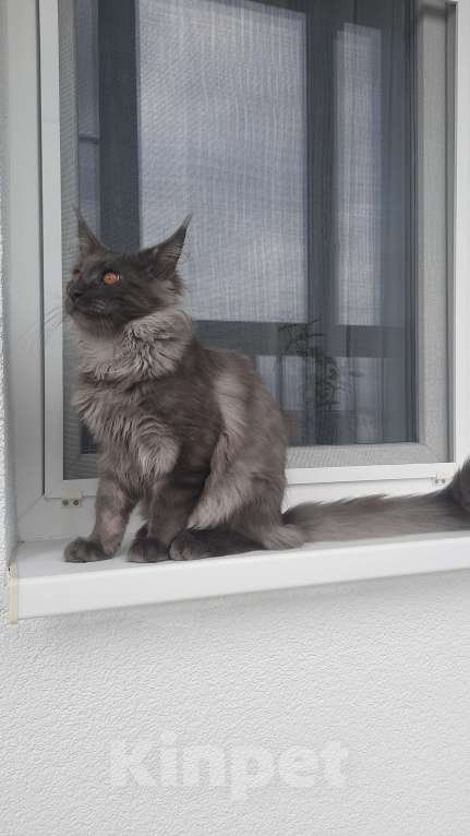 Кошки в Москве: Тихая роскошь Девочка, 65 000 руб. - фото 7