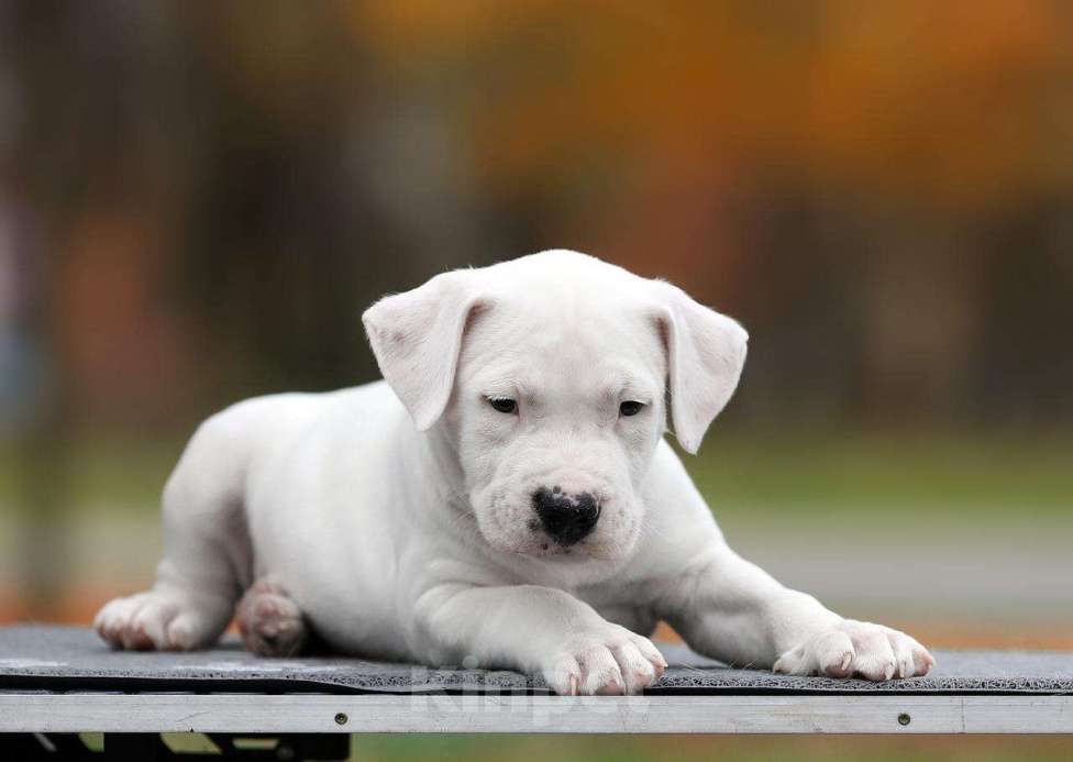 Собаки в Котельнике: Родились 12.09.2025г. Мальчики и дево Девочка, 50 000 руб. - фото 5