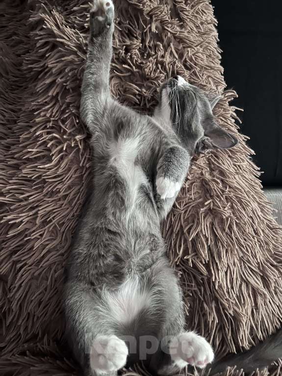 Кошки в Екатеринбурге: Срочно отдам котенка девочку Девочка, 1 руб. - фото 2